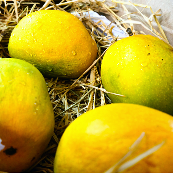 Premium Alphonso Mango