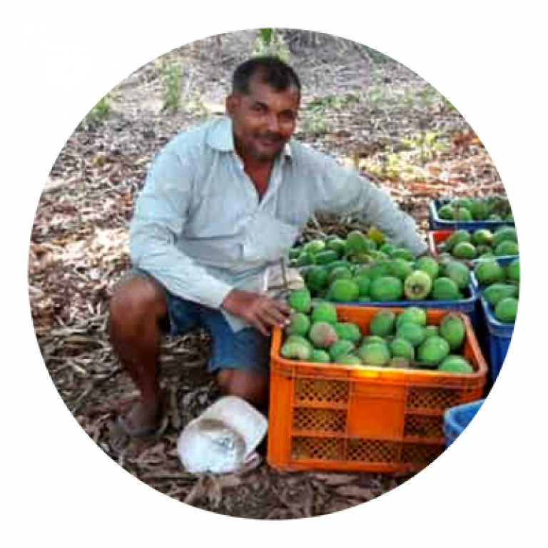 Vinayak Thakur - Devgad Alphonso Farmer