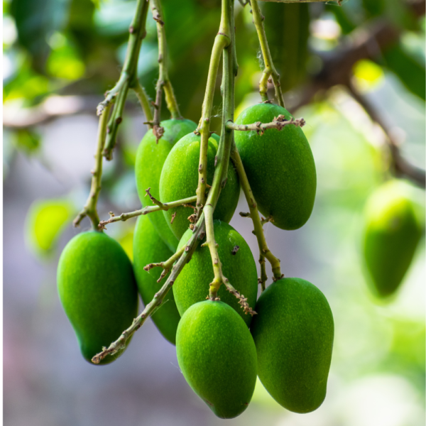 Farm fresh Raw Mango