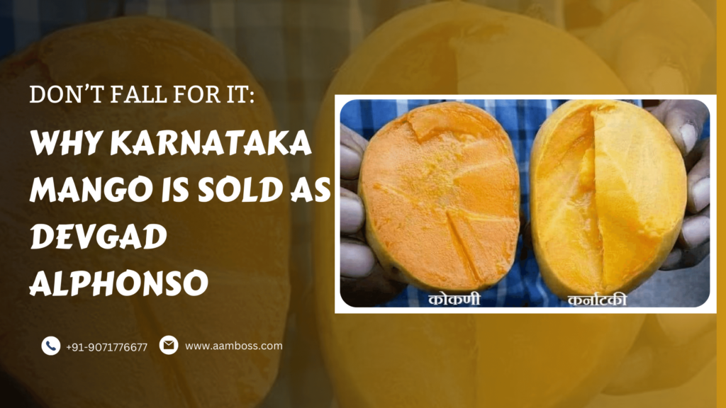 Why Karnataka Mango is Sold As Devgad Alphonso